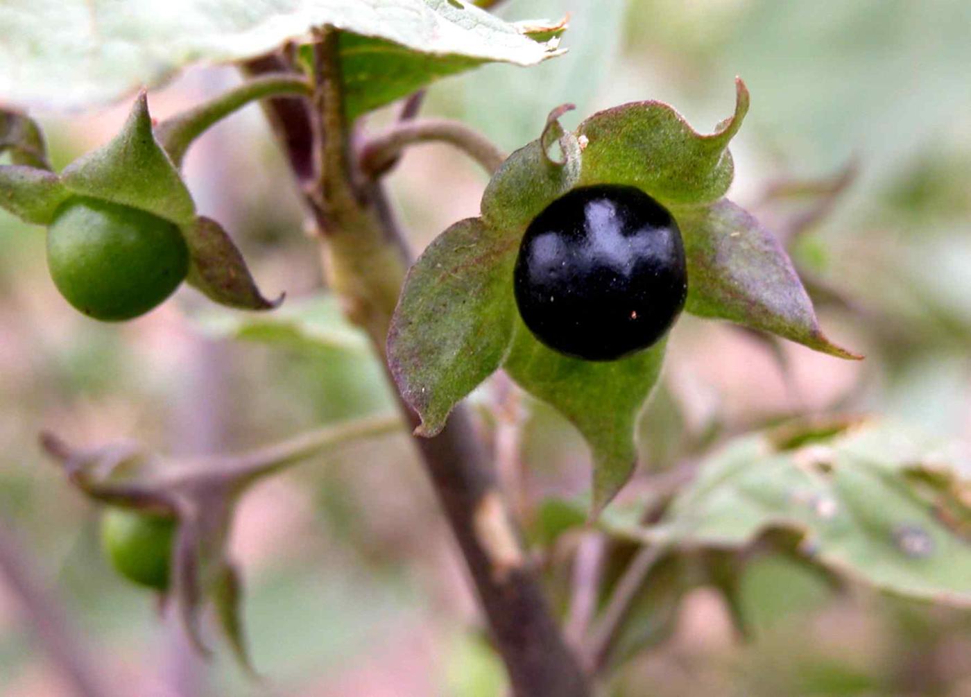 Nightshade, Deadly fruit